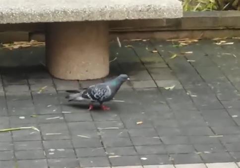 Die marschierende Taube