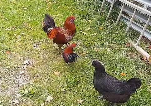 Kleiner Hahn will auch mal ein großer sein