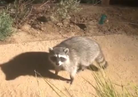 Hey! Stehengeblieben ihr kleinen Racker!