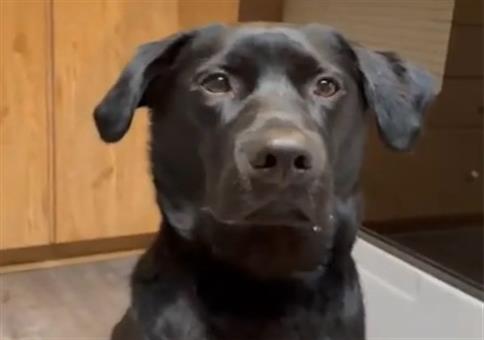 Der Hund und die Mango