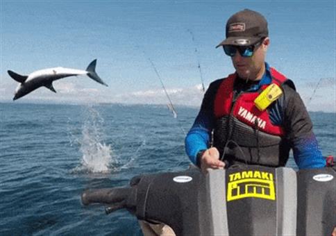 Hornoxe.com - Gifdump #289 - Animierter Picdump