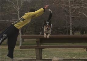 Jumpy & Alex - The Parkour Dog