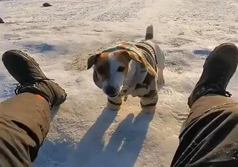 Mit dem Hund Gassi rodeln