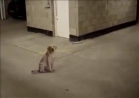 Bon spielt mit dem Tod