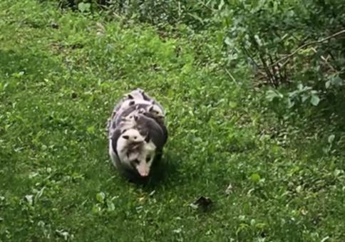 Opossum Mama macht einen Ausflug mit ihrem Nachwuchs