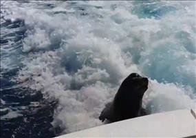 Seelöwe verfolgt Boot