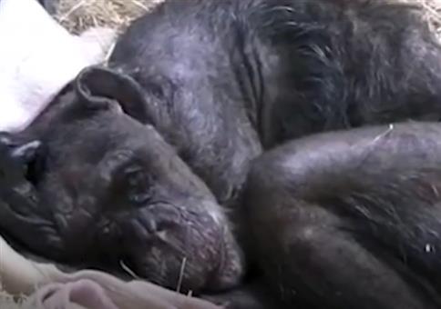 Abschied von einem sterbenden Schimpansen