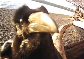 Sprechender Rabe mit sehr menschlicher Stimme