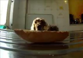 Hund will an das Essen