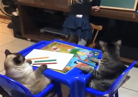 Katzen beim Unterrricht