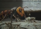 Bienen vs. Riesenhornisse
