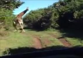 Verfolgunsjagd bei einer Safari