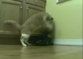 Katze vs. Futterspender