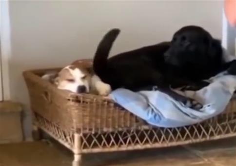 Im Hundekorb vom Schwanz geschlagen