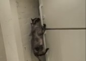 Katzen und das Tiefkühlfach