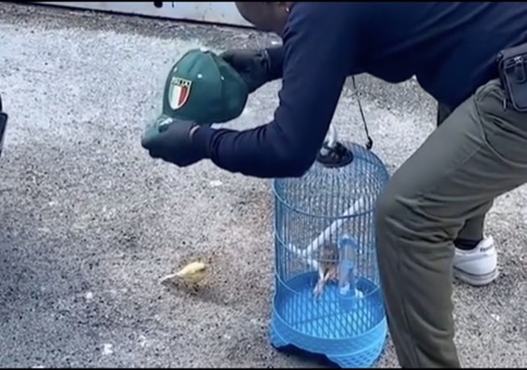 Vogelfänger mit Mütze