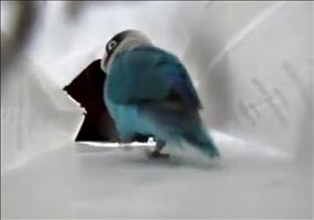 Vogel Stepptanz in einer Tüte
