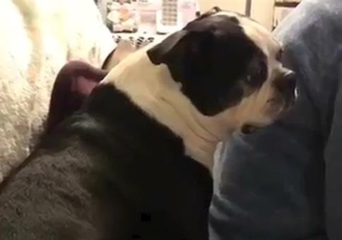 Den Hund erschrecken