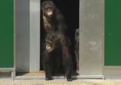 Labor Schimpansen sehen zum ersten Mal das Sonnenlicht