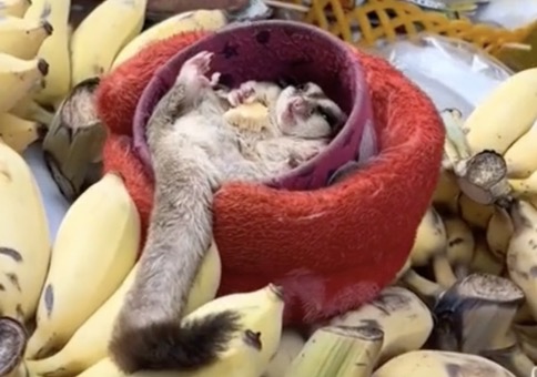 Entspanntes Hörnchen am Obststand