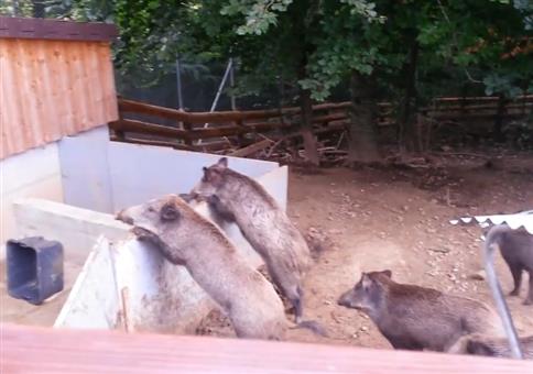 Wenn Schweine sich tacklen