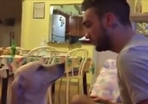 Hund bittet um Vergebung