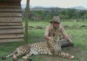Schnurrender Gepard