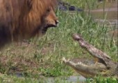 Löwe vs. Krokodil