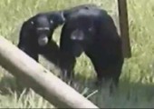 Schimpansen helfen einander