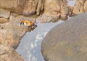 Tintenfisch fängt Krabbe