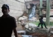 Ninja Affe im Zoo dreht durch