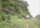 Angsteinflößendes Elefantengebrüll