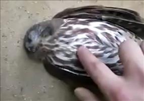 Vogel nach Bekanntschaft mit Fensterscheibe in Ohnmacht