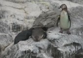 Fieser Pinguin