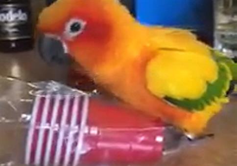 Der Papagei und der Plastikbecher
