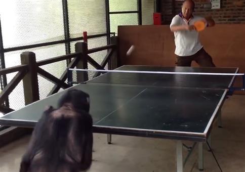 Affe spielt Tischtennis