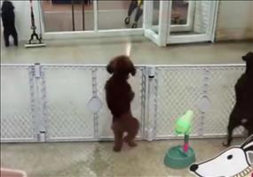 Hund freut sich wenn das Herrchen nach Hause kommt