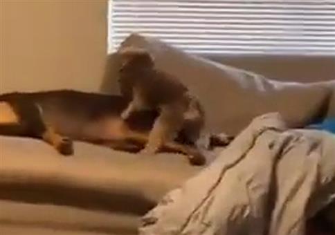 Entsetzter Blick bei der Hundebegattung