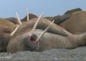 Faule Walross Kolonie