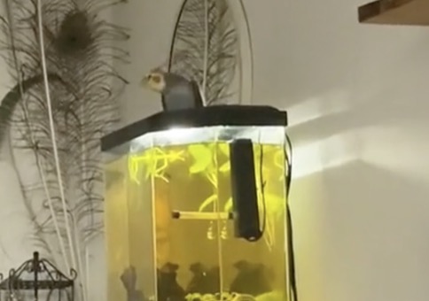 Na, welches Lied trillert der Nymphensittich da?