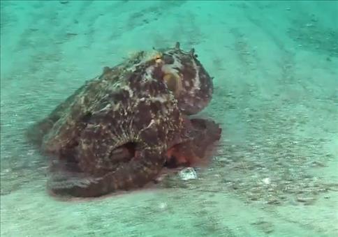 Der Octopus weiß: Tarnung ist alles