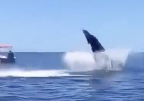 Bodycheck unter Meeressäugern