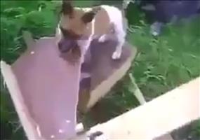 Der Hund eines Ingenieurs