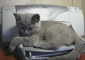 Drucker erschreckt Katze