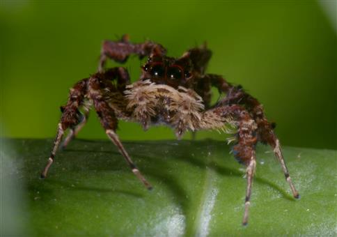 Spinne mit drei Superkräften