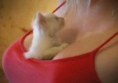 Boobies and Kitten
