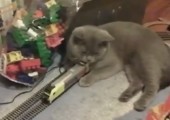 Katze zeigt sich von Spielzeugeisenbahn unbeeindruckt