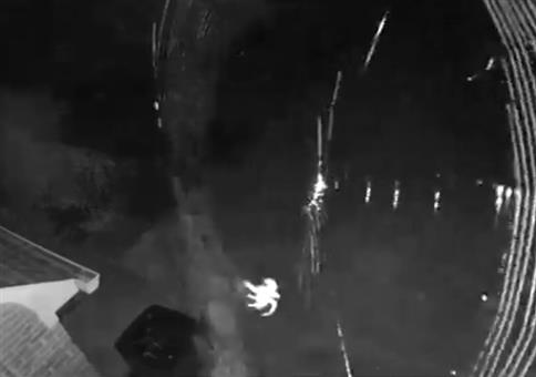 Ein Spinnennetz über Nacht