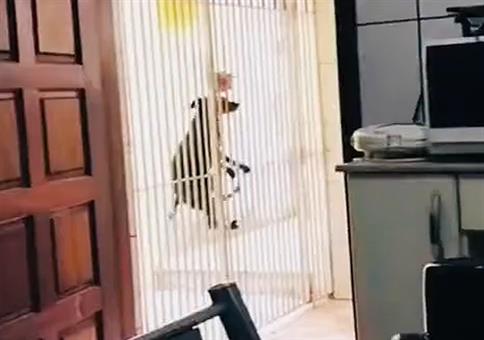 Kleiner Ausbrecher-Hund