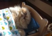 Katze in eigenem Bettchen